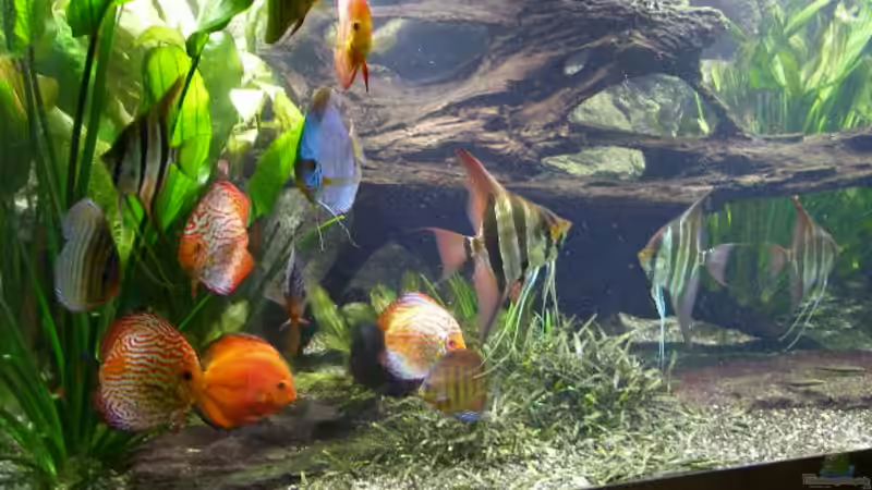 Besatz im Aquarium Becken 4412 von Rainer Probst (12)