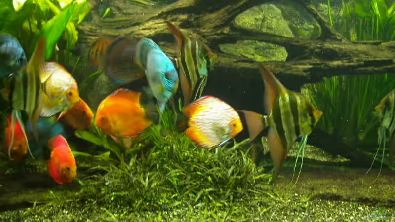 Besatz im Aquarium Becken 4412 von Rainer Probst (13)