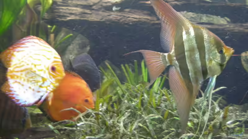 Besatz im Aquarium Becken 4412 von Rainer Probst (14)