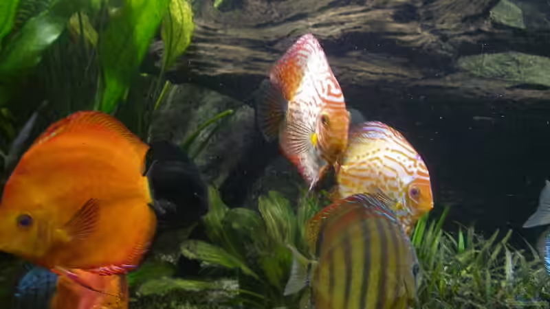 Besatz im Aquarium Becken 4412 von Rainer Probst (15)