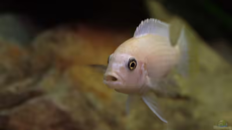 Besatz im Aquarium Becken 4437 von Markus Smak (18)