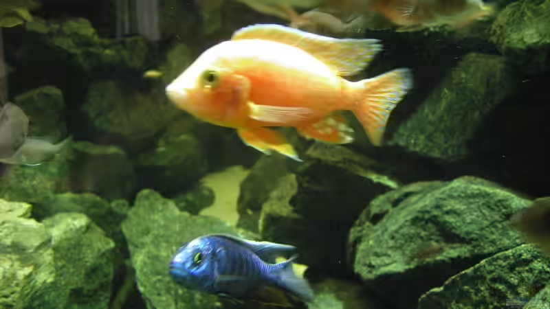 Besatz im Aquarium Becken 4449 von Jan Krüger (16)