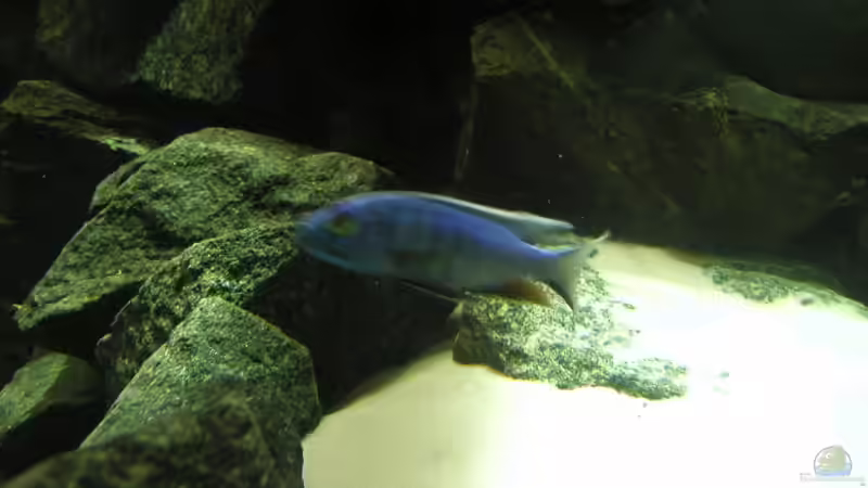 Besatz im Aquarium Becken 4449 von Jan Krüger (17)