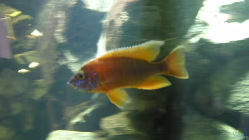 Besatz im Aquarium Becken 4449 von Jan Krüger (18)