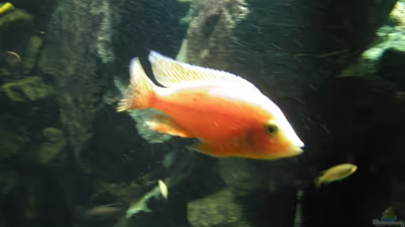 Besatz im Aquarium Becken 4449 von Jan Krüger (19)