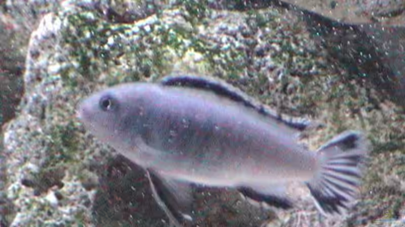 Besatz im Aquarium Becken 445 von Ali Simsek (2)