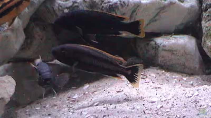 Besatz im Aquarium Becken 445 von Ali Simsek (3)