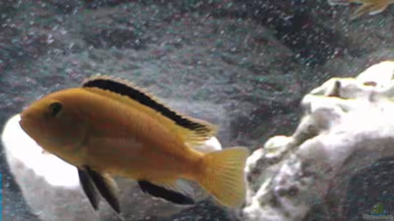 Besatz im Aquarium Becken 445 von Ali Simsek (5)