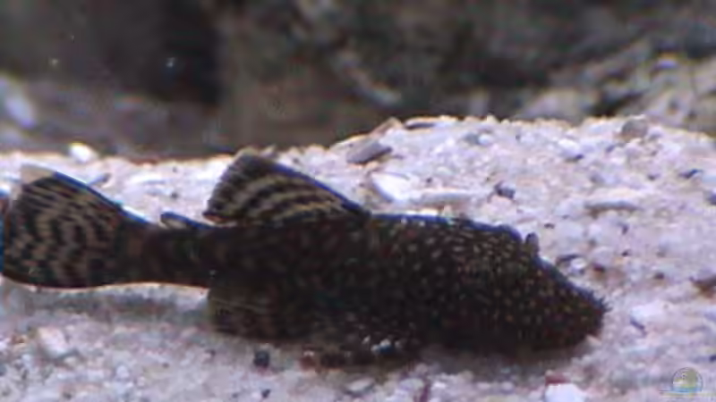 Besatz im Aquarium Becken 445 von Ali Simsek (6)