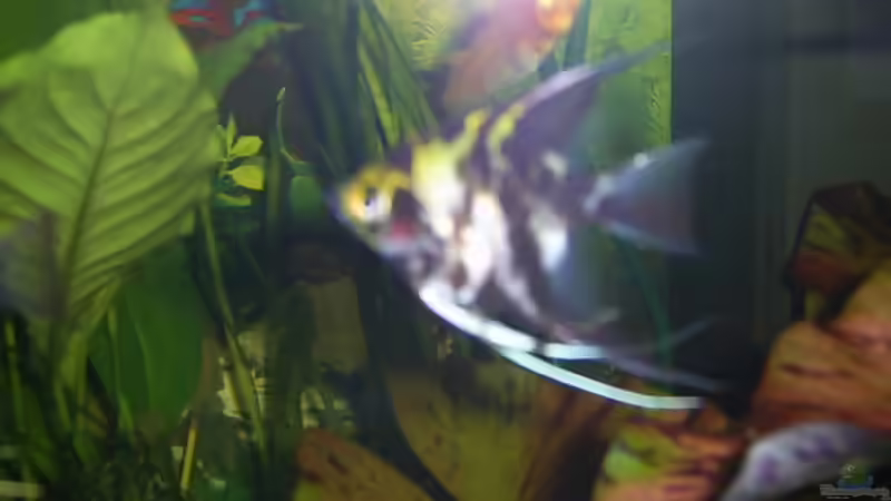 Besatz im Aquarium Becken 4453 von Sergej Reiswich (14)