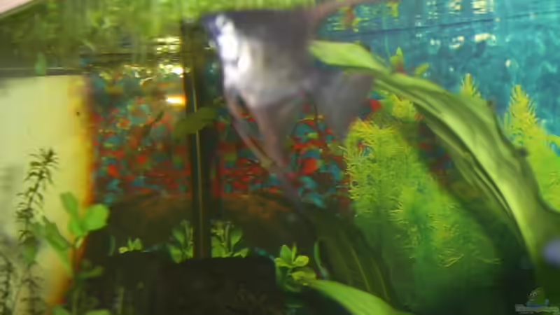 Besatz im Aquarium Becken 4453 von Sergej Reiswich (15)