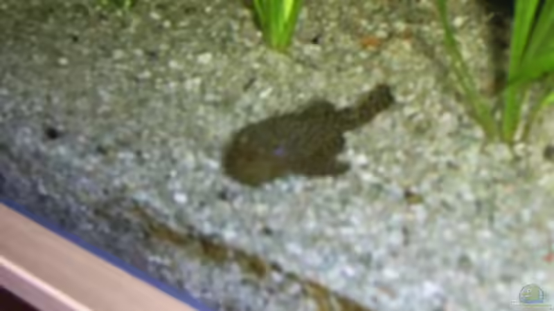 Besatz im Aquarium Becken 4453 von Sergej Reiswich (16)