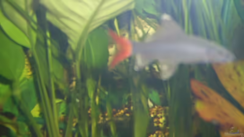 Besatz im Aquarium Becken 4453 von Sergej Reiswich (17)