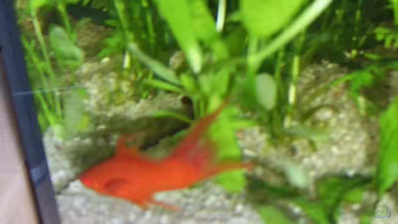 Besatz im Aquarium Becken 4453 von Sergej Reiswich (19)