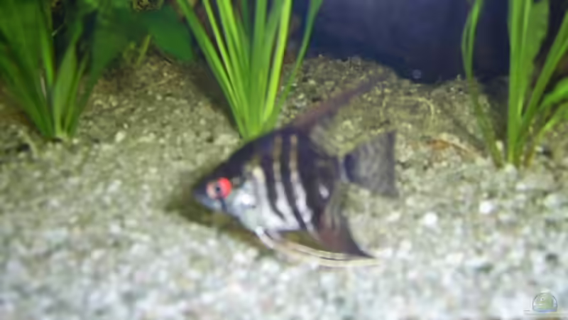 Besatz im Aquarium Becken 4453 von Sergej Reiswich (20)