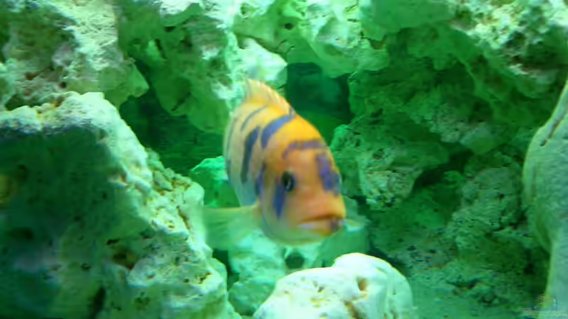 Besatz im Aquarium Becken 446 von Mario Gerber (12)