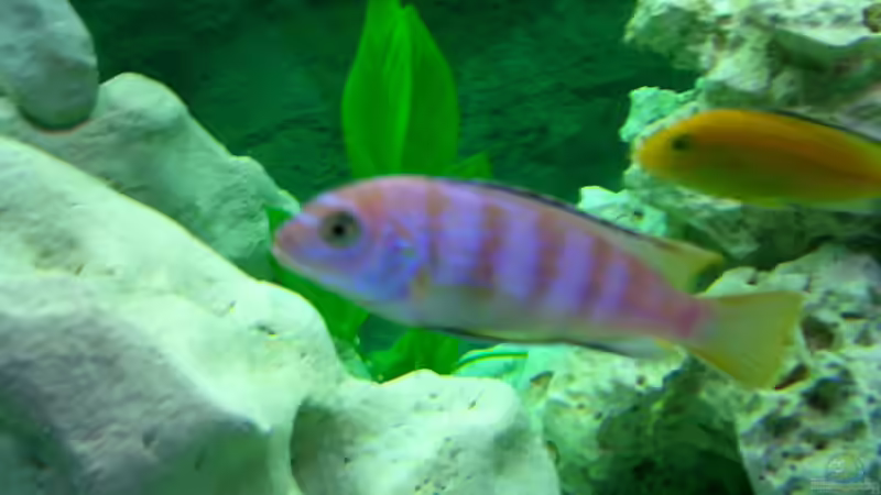 Besatz im Aquarium Becken 446 von Mario Gerber (14)