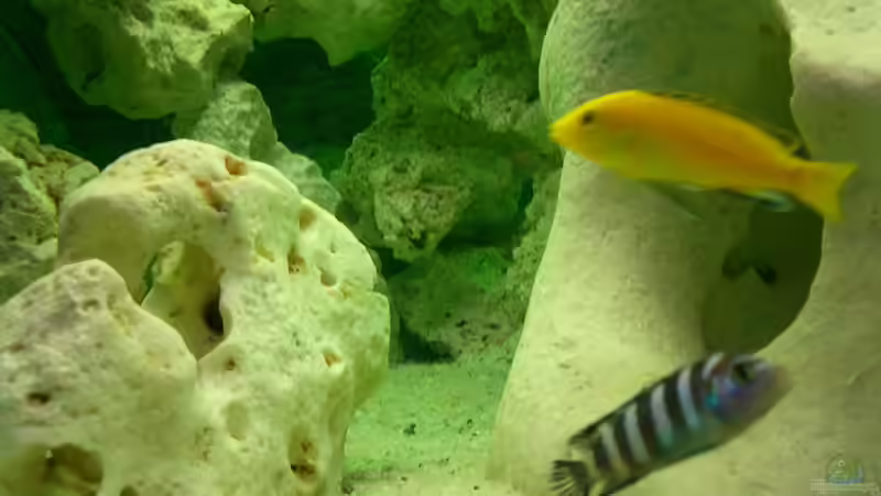 Besatz im Aquarium Becken 446 von Mario Gerber (17)