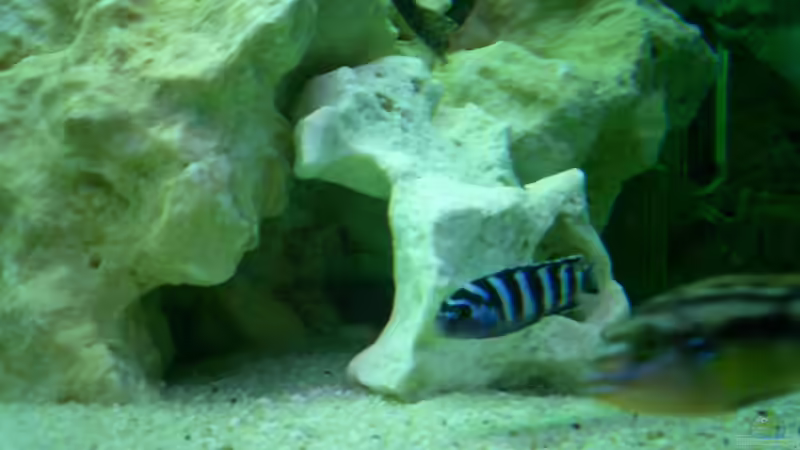 Besatz im Aquarium Becken 446 von Mario Gerber (19)