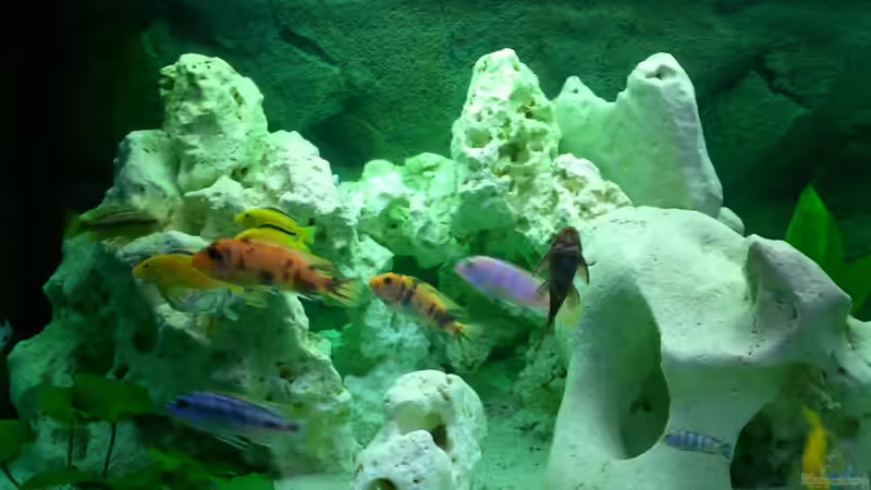 Besatz im Aquarium Becken 446 von Mario Gerber (20)