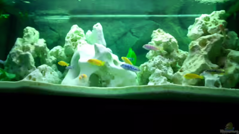 Besatz im Aquarium Becken 446 von Mario Gerber (21)