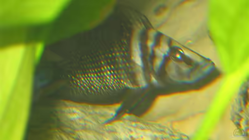 Besatz im Aquarium Becken 449 von Andreas Pape (4)