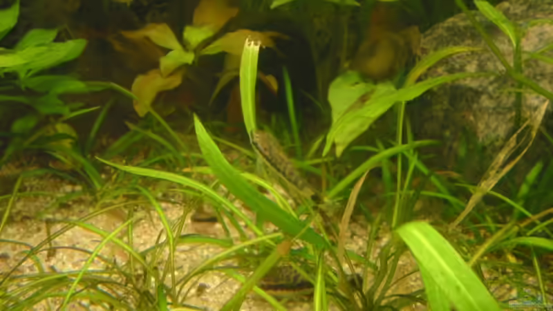 Besatz im Aquarium Becken 4502 von Markus Fuchs (21)