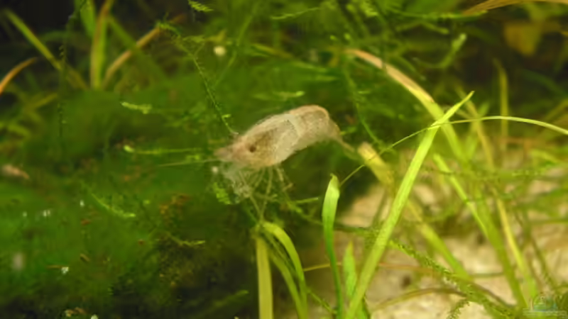 Besatz im Aquarium Becken 4502 von Markus Fuchs (22)