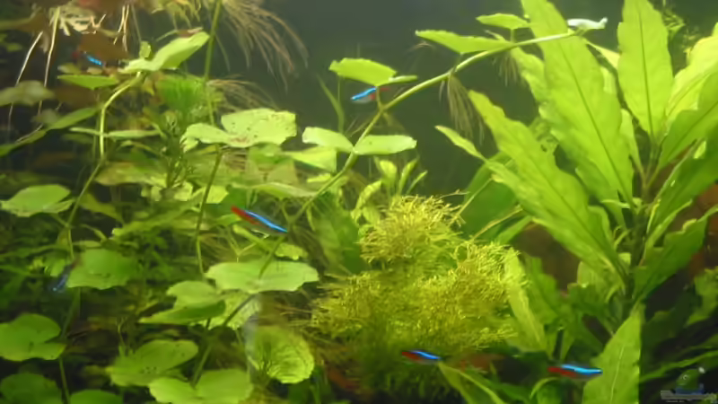 Besatz im Aquarium Becken 4502 von Markus Fuchs (23)