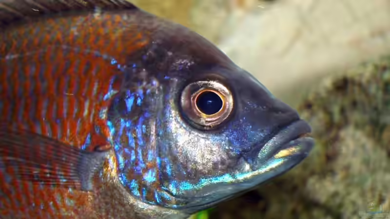 Besatz im Aquarium Becken 4511 von Miki Öry (10)