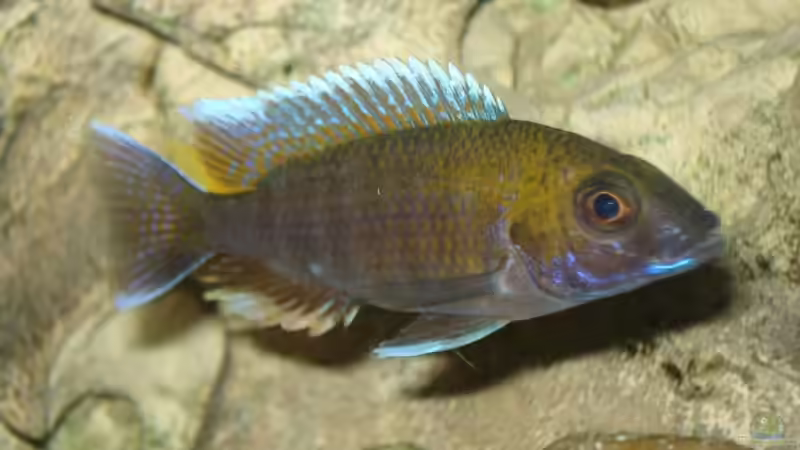 Besatz im Aquarium Becken 4511 von Miki Öry (11)