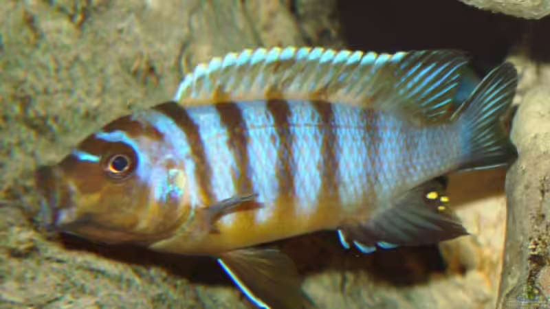 Besatz im Aquarium Becken 4511 von Miki Öry (13)