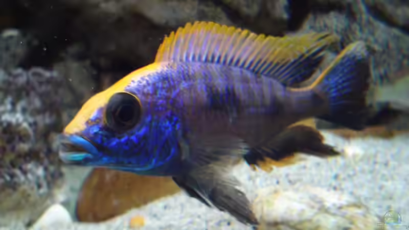 Besatz im Aquarium Becken 4511 von Miki Öry (9)