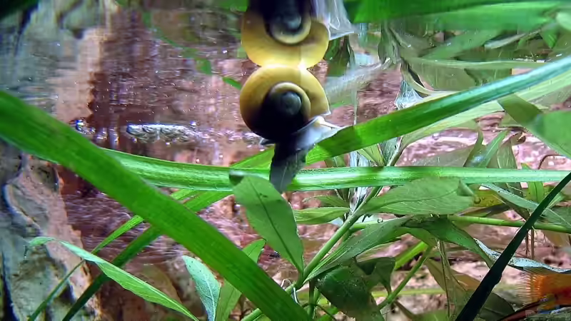 Besatz im Aquarium Becken 4513 von Dennis Klusmann (21)