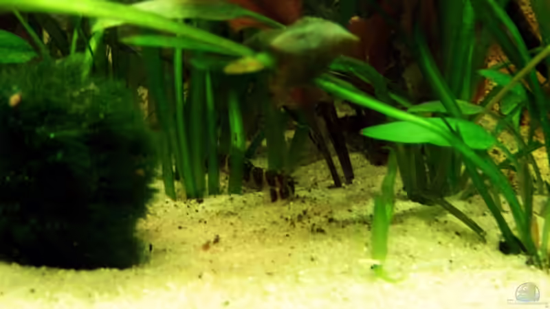 Besatz im Aquarium Becken 4513 von Dennis Klusmann (22)