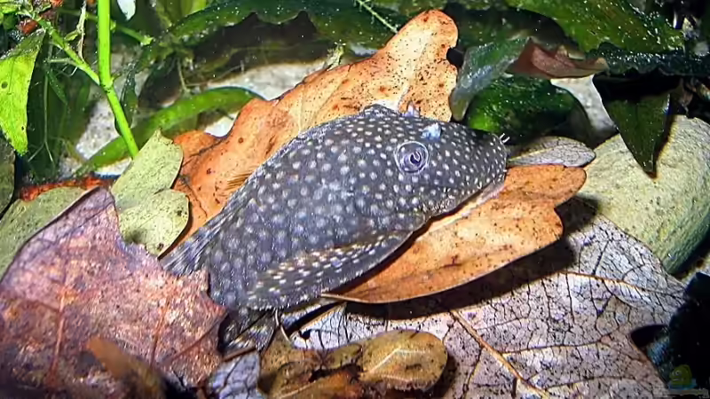 Besatz im Aquarium Becken 4513 von Dennis Klusmann (27)