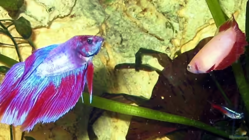 Besatz im Aquarium Becken 4513 von Dennis Klusmann (28)