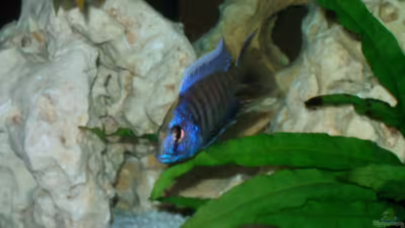 Besatz im Aquarium Becken 4516 von Matthias Hentzschel (3)