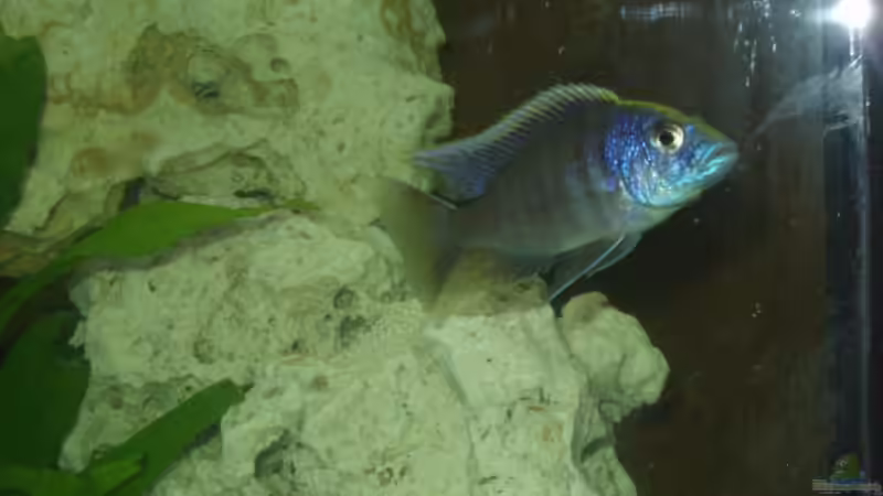 Besatz im Aquarium Becken 4516 von Matthias Hentzschel (4)