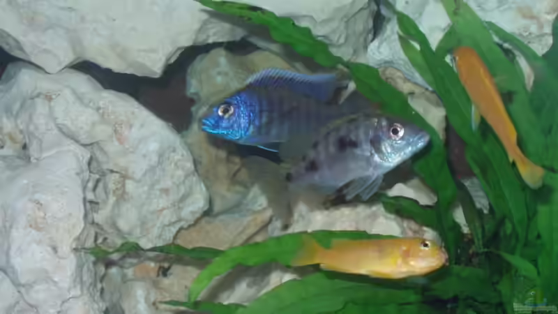 Besatz im Aquarium Becken 4516 von Matthias Hentzschel (5)