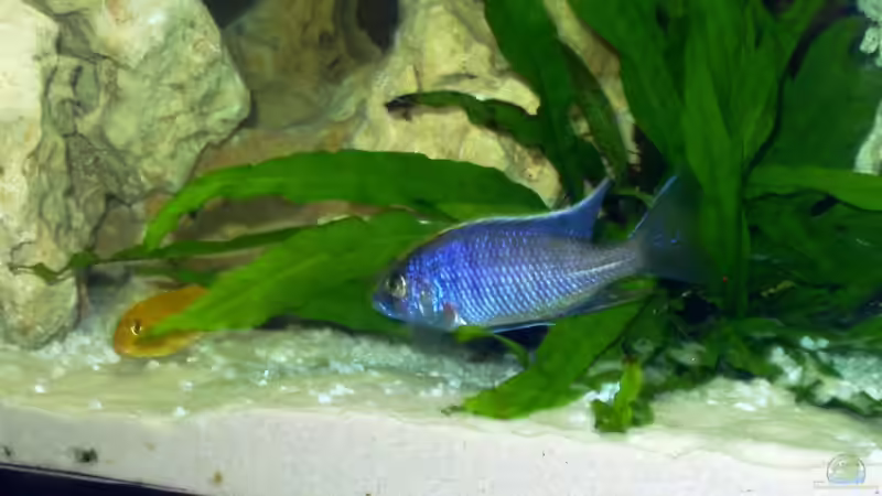 Besatz im Aquarium Becken 4516 von Matthias Hentzschel (6)