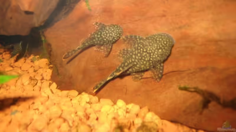 Besatz im Aquarium Becken 4525 von Mika Kläser (7)