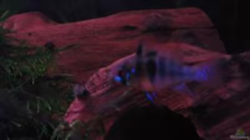 Besatz im Aquarium Becken 4525 von Mika Kläser (8)