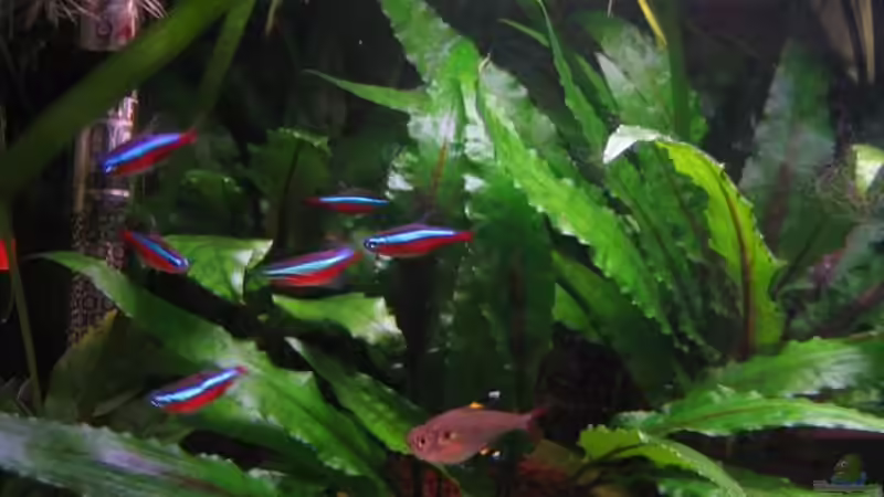 Besatz im Aquarium Becken 4525 von Mika Kläser (9)