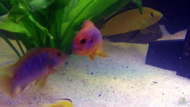 Besatz im Aquarium Becken 4540 von Maurice Overheu (20)