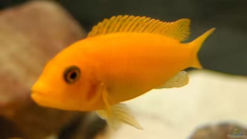 Besatz im Aquarium Becken 4556 von Christopher Lührs (10)