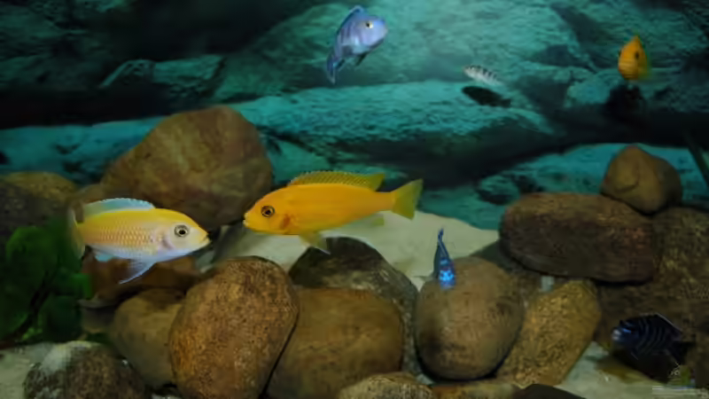 Besatz im Aquarium Becken 4556 von Christopher Lührs (12)