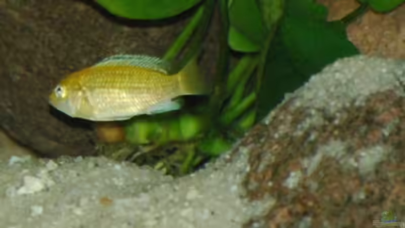 Besatz im Aquarium Becken 4556 von Christopher Lührs (6)