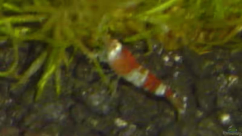 Besatz im Aquarium Becken 4558 von Franziska Pfeiffer (2)