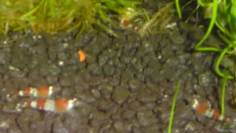 Besatz im Aquarium Becken 4558 von Franziska Pfeiffer (3)